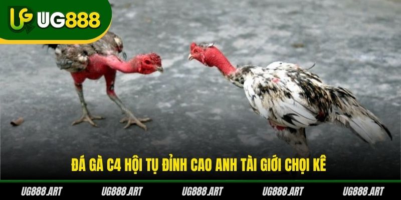 Đá gà C4 hội tụ đỉnh cao anh tài giới chọi kê Đá gà C4 hội tụ đỉnh cao anh tài giới chọi kê