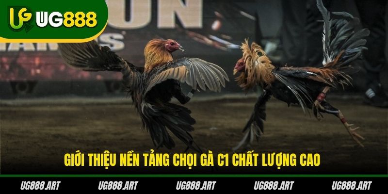 Giới thiệu nền tảng chọi gà C1 chất lượng cao Giới thiệu nền tảng chọi gà C1 chất lượng cao
