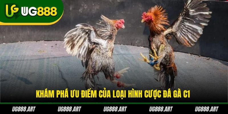 Khám phá ưu điểm của loại hình cược đá gà C1 Khám phá ưu điểm của loại hình cược đá gà C1