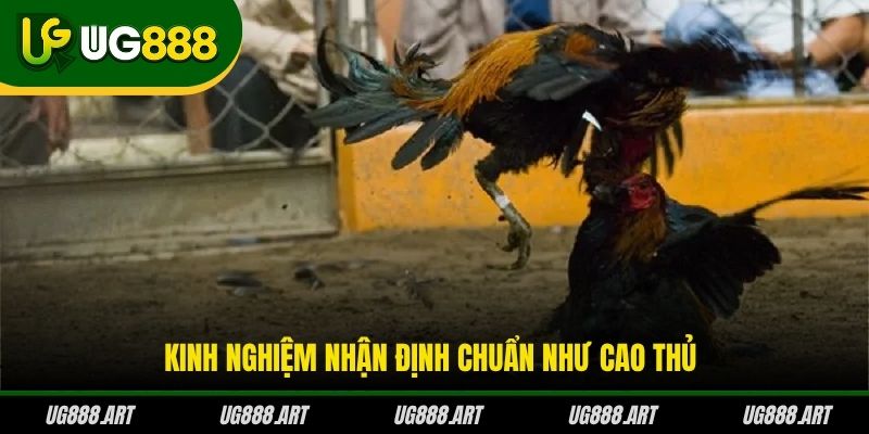 Kinh nghiệm nhận định chuẩn như cao thủ Kinh nghiệm nhận định chuẩn như cao thủ