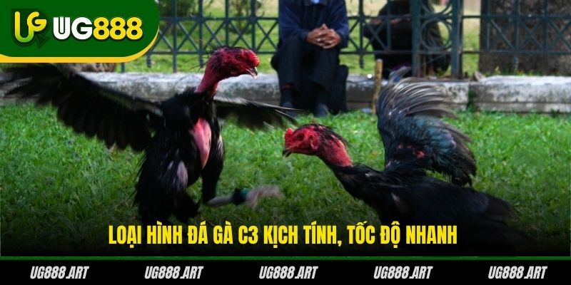 Loại hình đá gà C3 kịch tính, tốc độ nhanh Loại hình đá gà C3 kịch tính, tốc độ nhanh