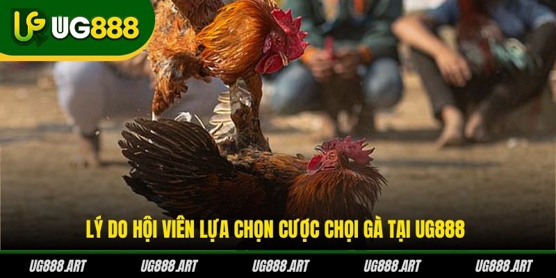 Lý do hội viên lựa chọn cược chọi gà tại UG888 Lý do hội viên lựa chọn cược chọi gà tại UG888