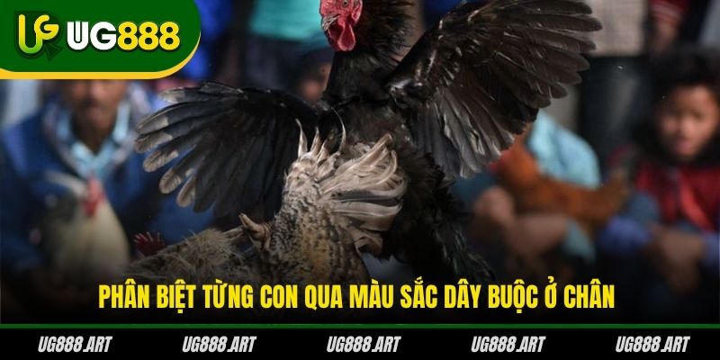 Phân biệt từng con qua màu sắc dây buộc ở chân Phân biệt từng con qua màu sắc dây buộc ở chân