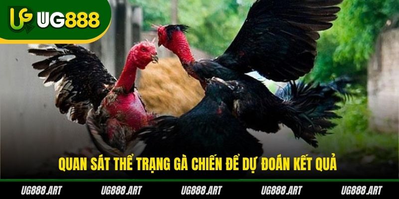 Quan sát thể trạng gà chiến để dự đoán kết quả Quan sát thể trạng gà chiến để dự đoán kết quả