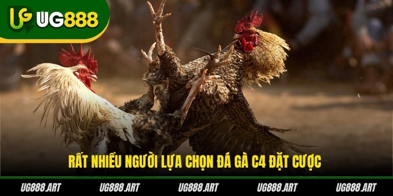 Rất nhiều người lựa chọn đá gà C4 đặt cược Rất nhiều người lựa chọn đá gà C4 đặt cược