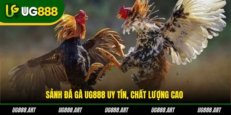 Sảnh đá gà UG888 uy tín, chất lượng cao Sảnh đá gà UG888 uy tín, chất lượng cao