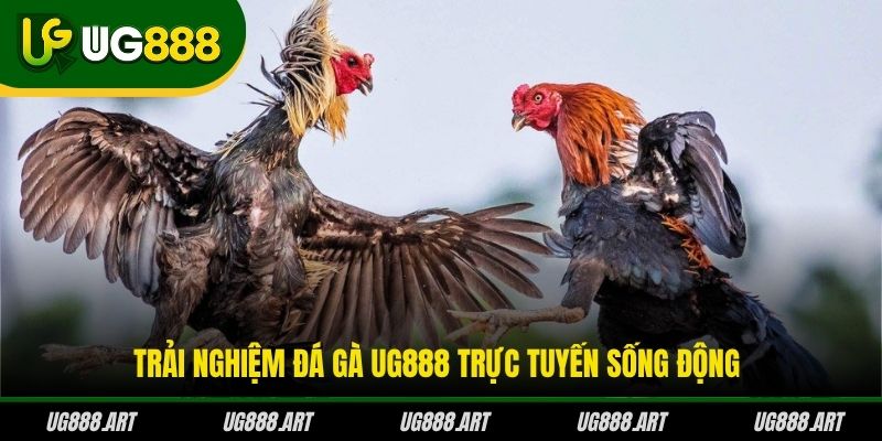 Trải nghiệm đá gà UG888 trực tuyến sống động Trải nghiệm đá gà UG888 trực tuyến sống động