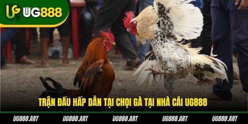 Trận đấu hấp dẫn tại chọi gà tại nhà cái UG888 Trận đấu hấp dẫn tại chọi gà tại nhà cái UG888